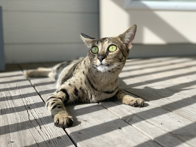 Cat with green eyes lounging on a wooden deck in the sunlight.