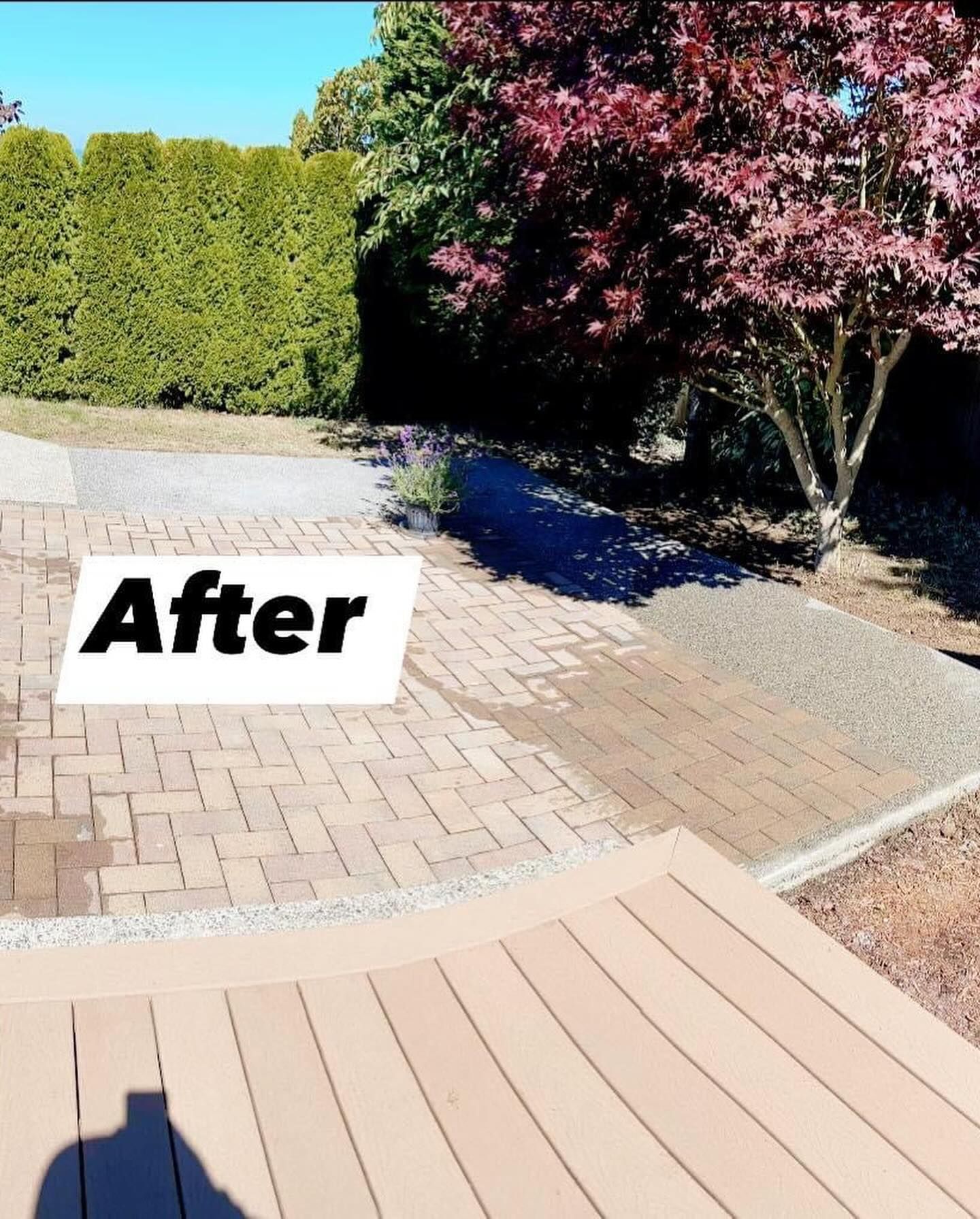 Backyard patio after renovation, with pavers, deck, and trees. Green shrubs, pink tree blooms in sun.