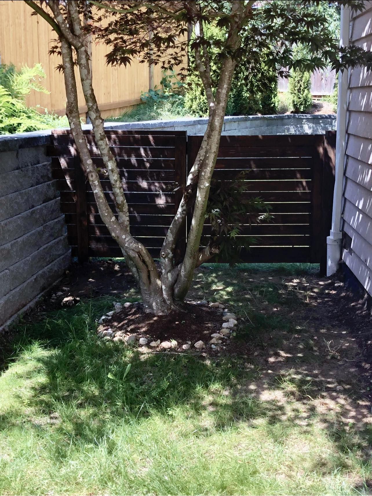 Tree with brown trunk and branches in a small yard with a dark wooden fence and light-colored house siding.