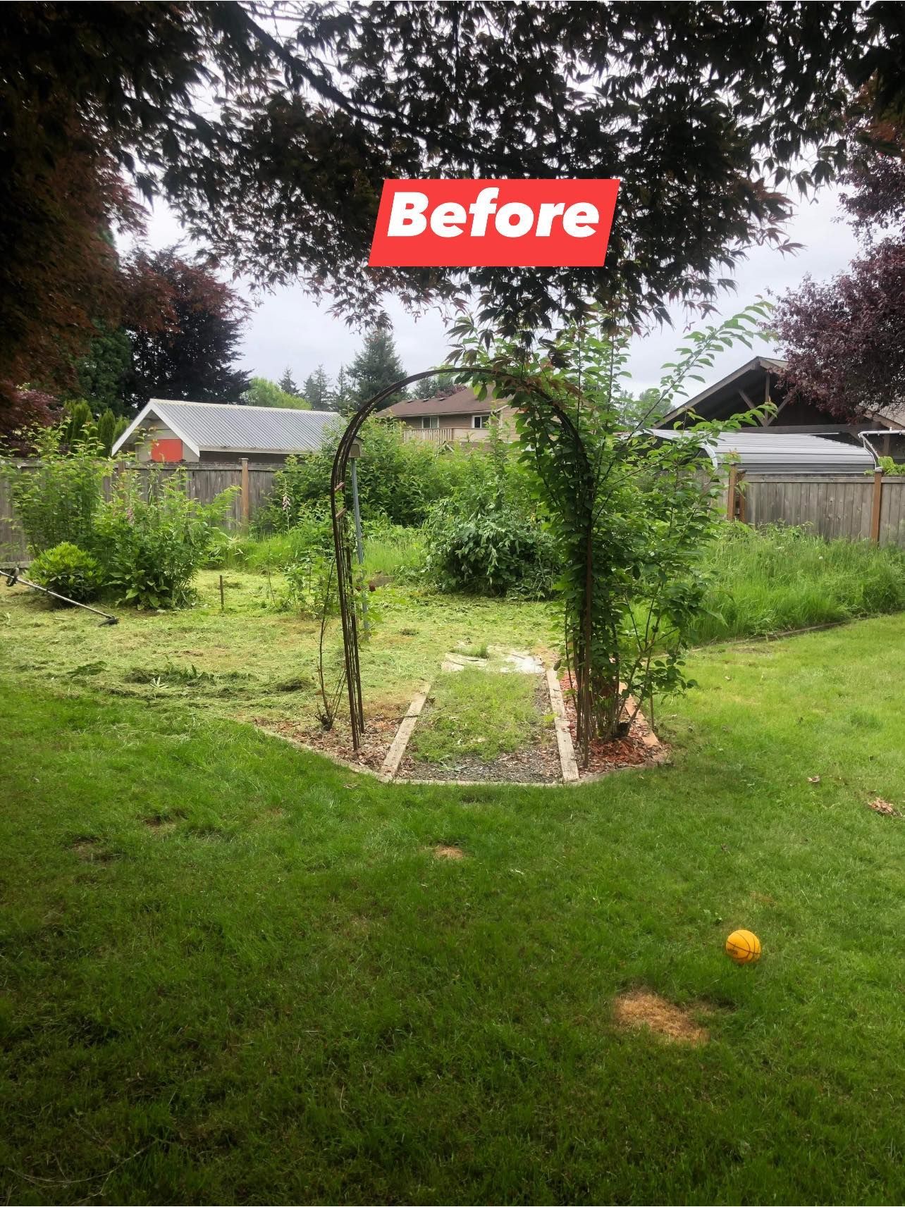 Backyard with unkempt garden, archway, shed, and green grass. 