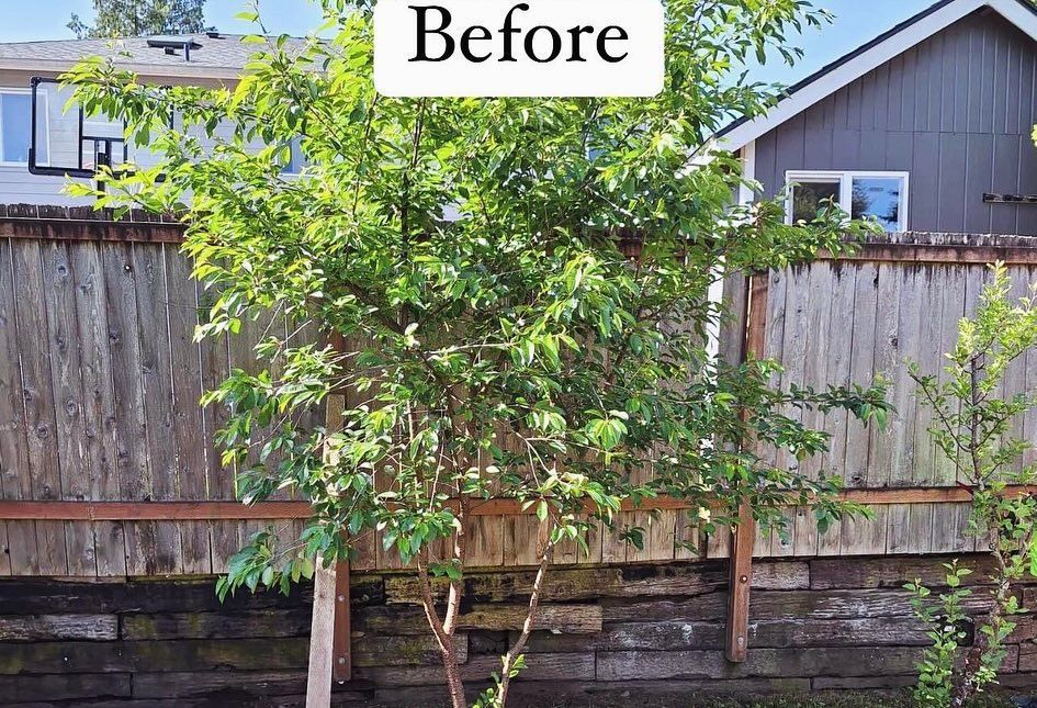 Green tree in front of a wooden fence, labeled 