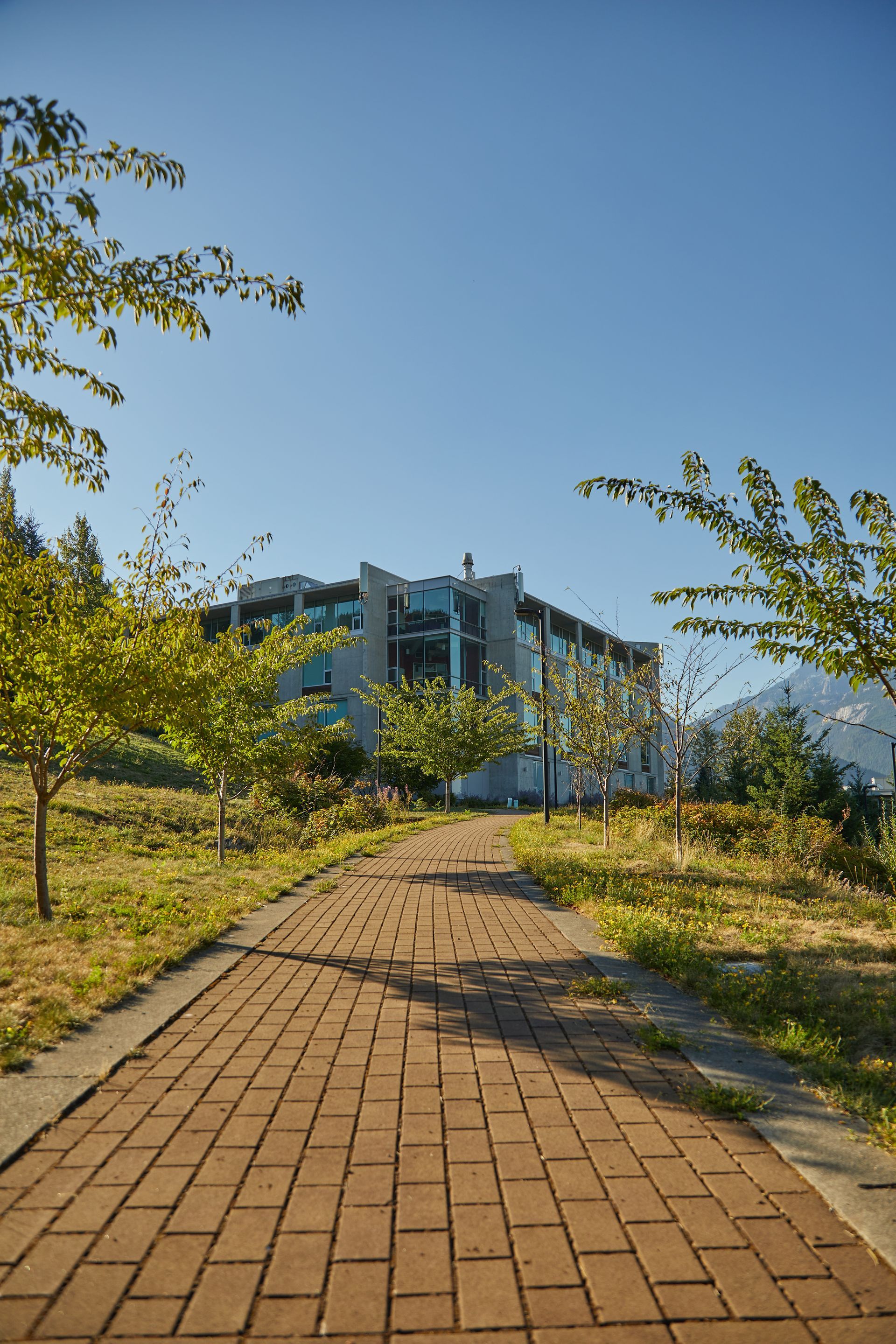 Brick pathway leading to a modern glass building on a sunny day, lined with small trees and grass