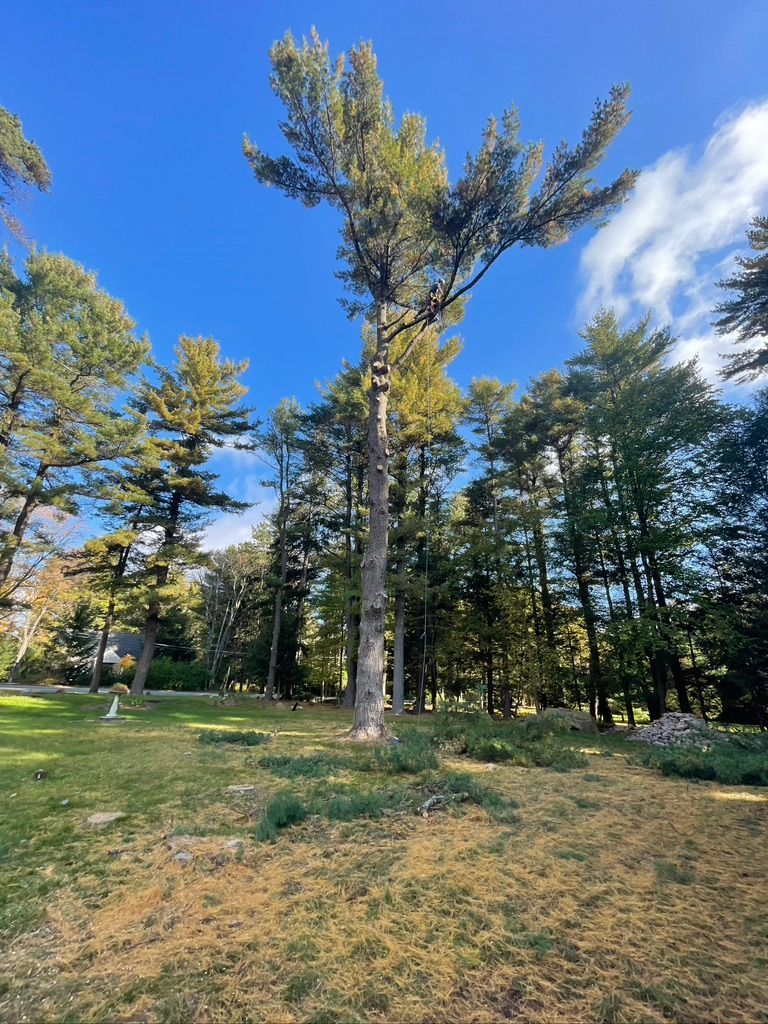 A large pine tree in the middle of a forest with a blue sky in the background.
