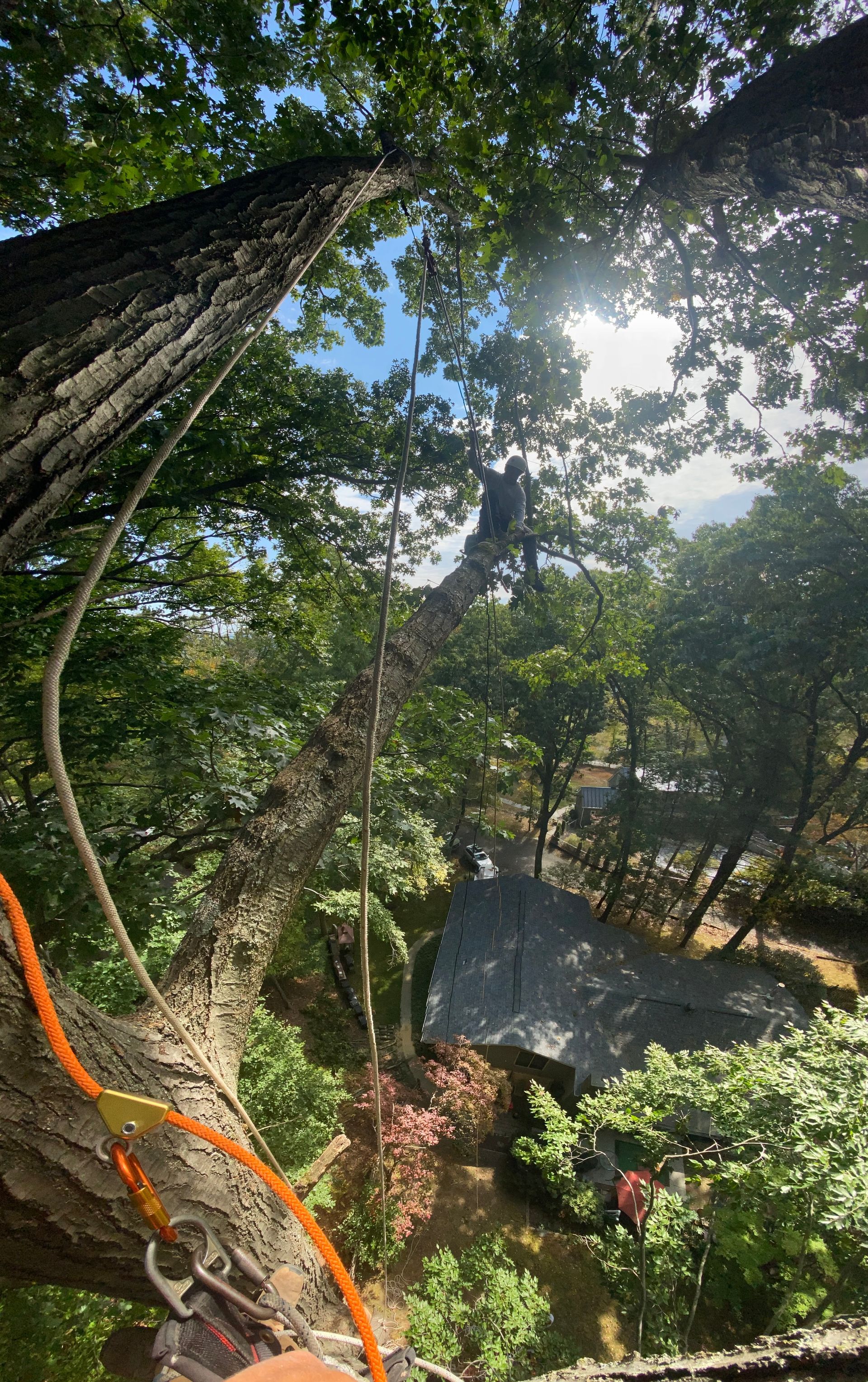 A person is climbing a tree in the woods.