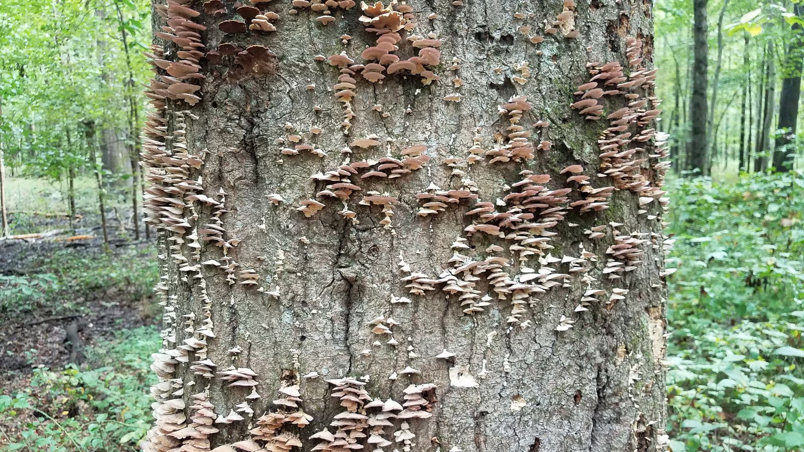 Tree trunk covered with clusters of brown mushrooms in a green forest