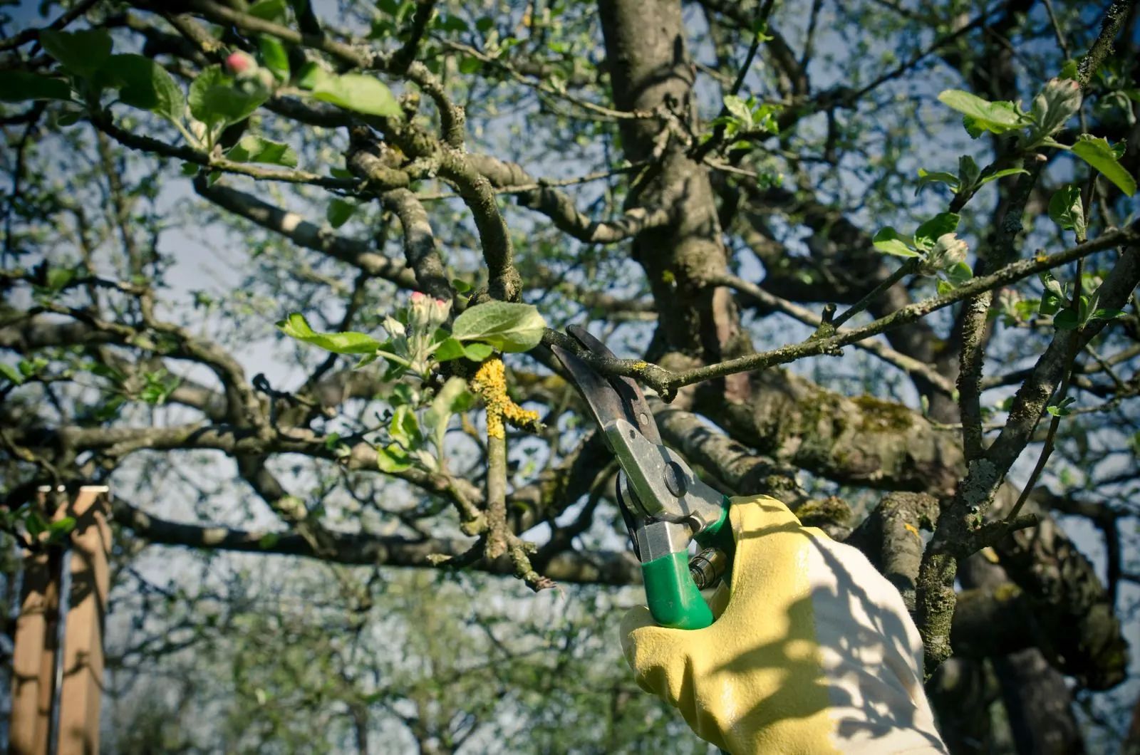 Gloved hand using pruning shears to trim tree branches in a leafy orchard