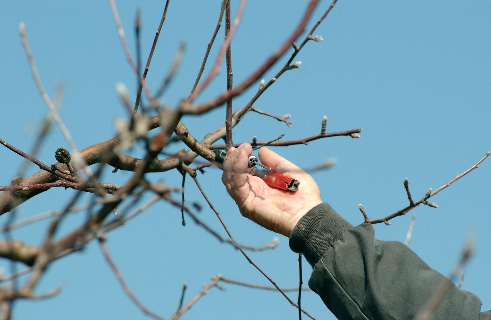 Hand pruning tree branches against a blue sky with red-handled shears