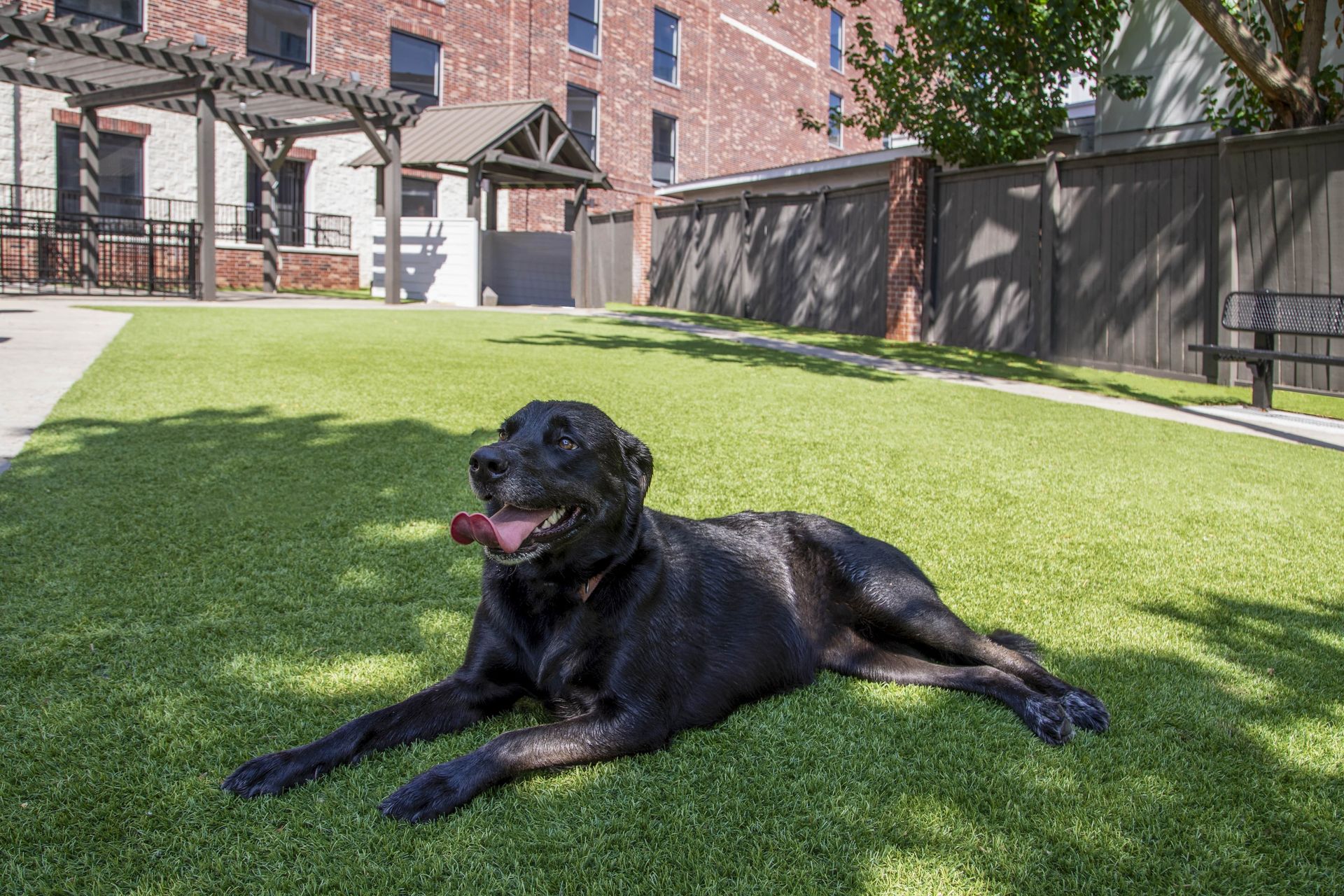 Black dog resting on artificial green grass with a building in the background.