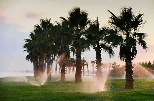 A row of palm trees are being watered by sprinklers in a park.