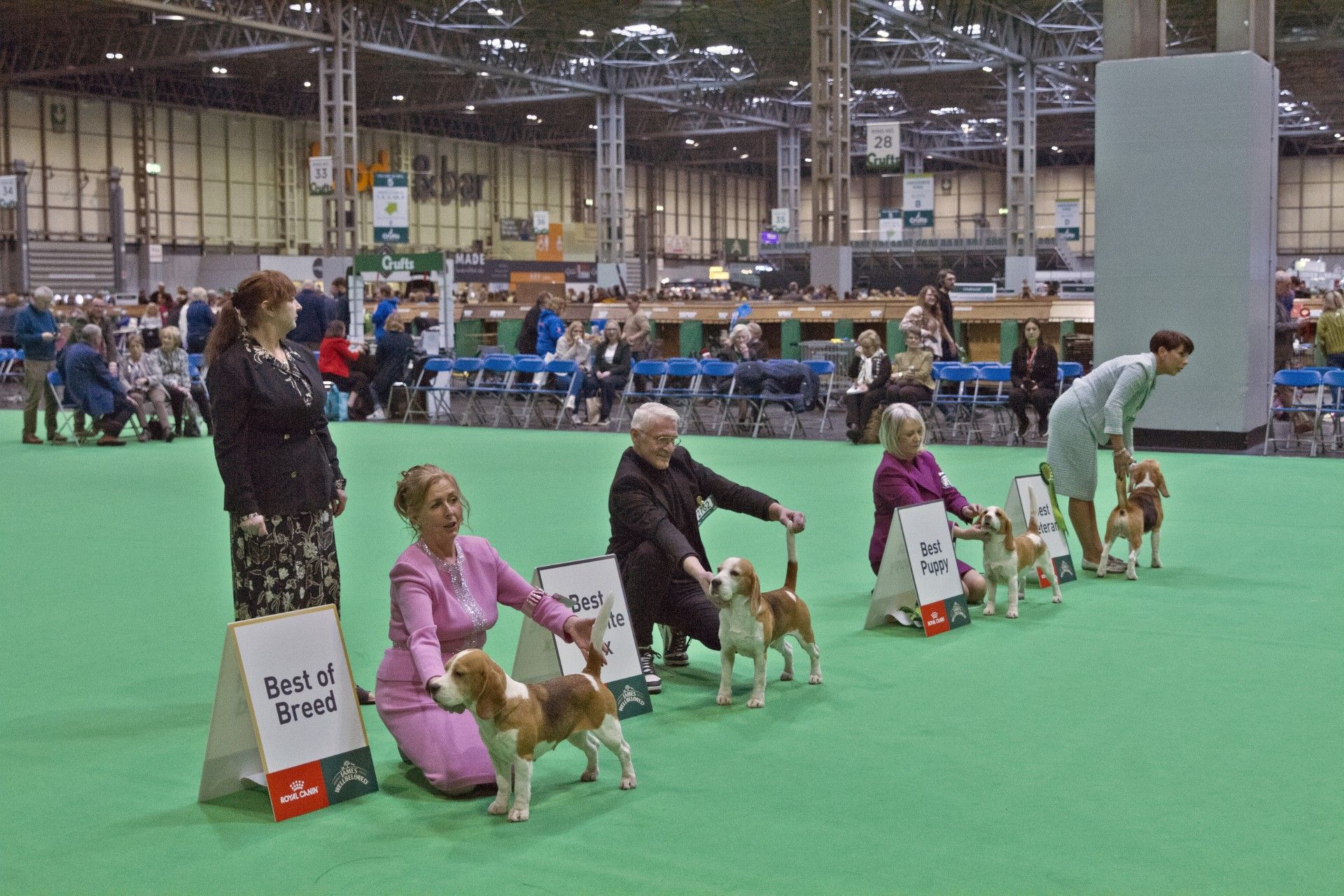 BEAGLES