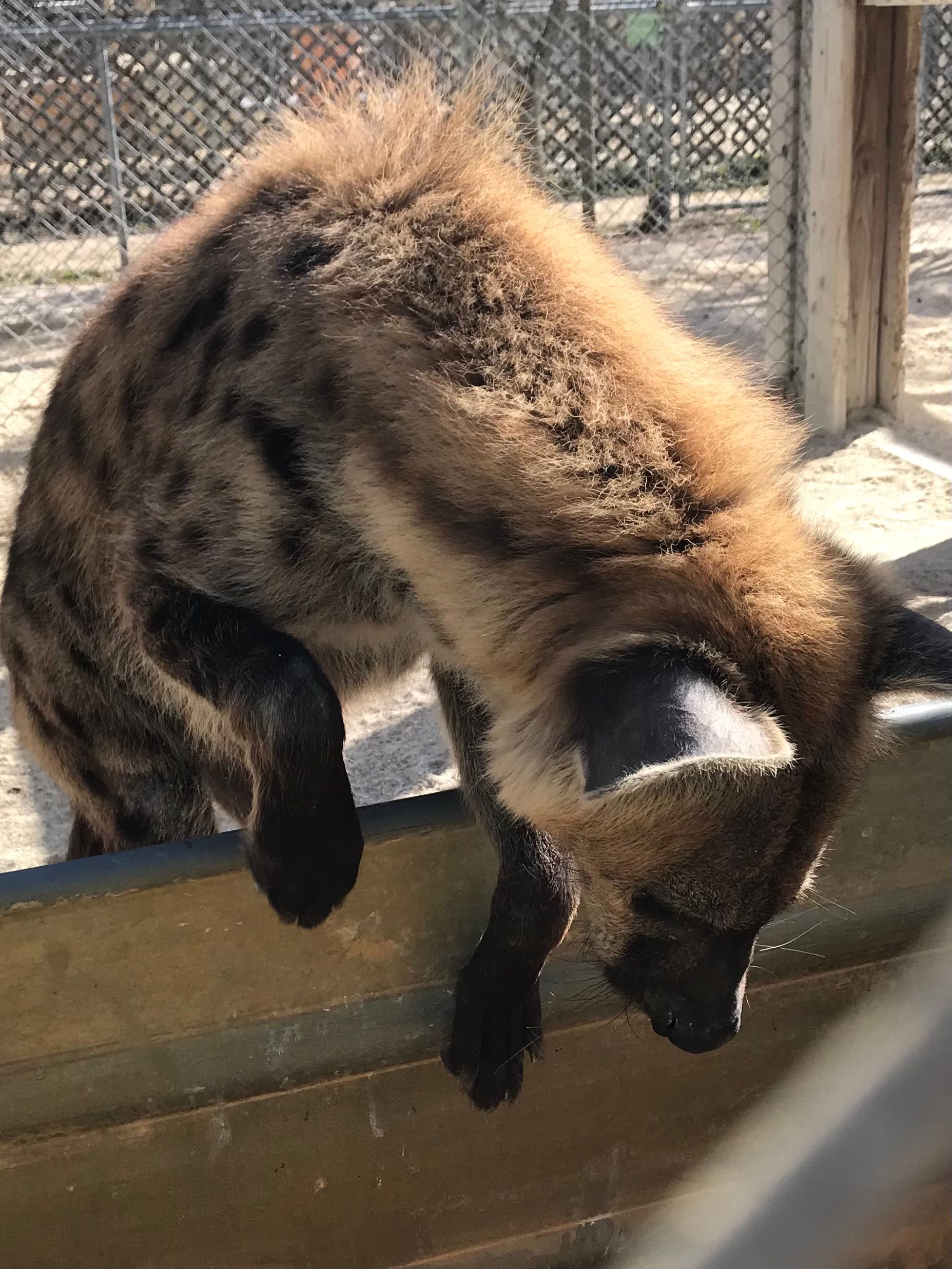 Hyenas | Octagon Wildlife Sanctuary