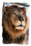 A close up of a lion 's face with its eyes closed.