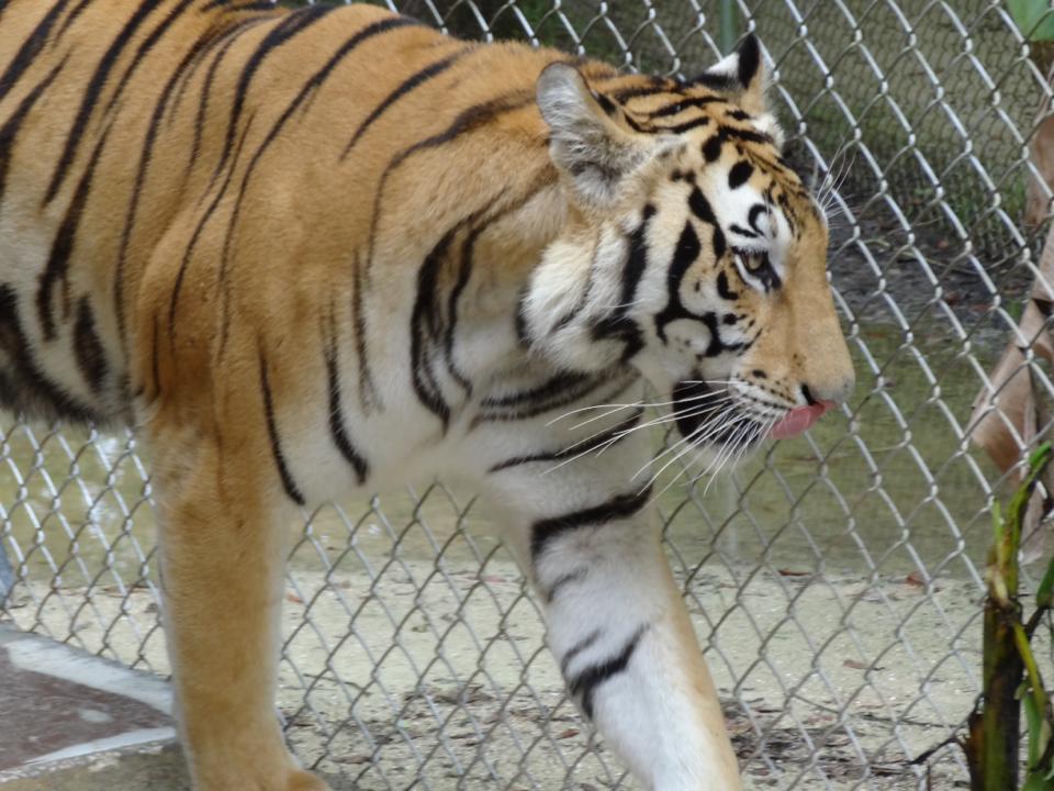 A close up of a tiger behind a chain link fence