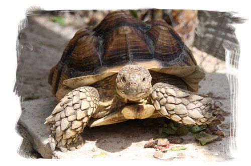 A turtle is sitting on a rock and looking at the camera.