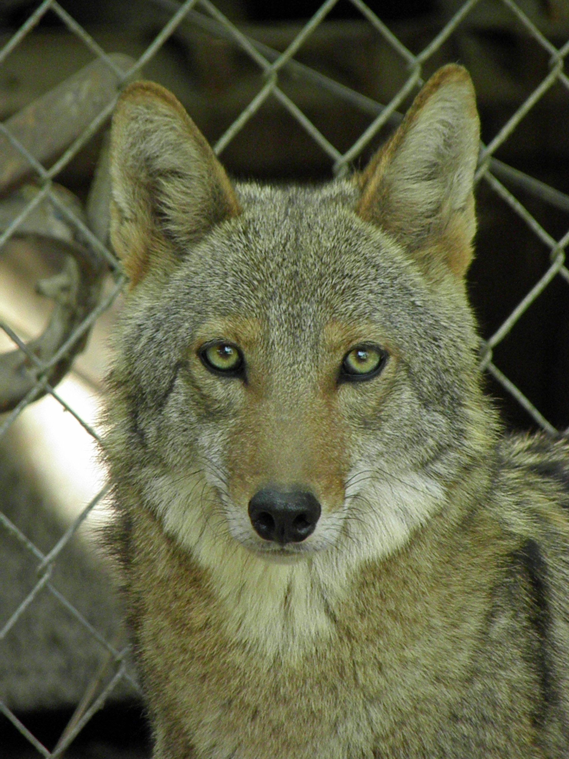 A coyote is behind a chain link fence and looking at the camera.