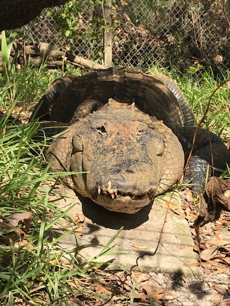 A large crocodile is laying on the ground in the grass.