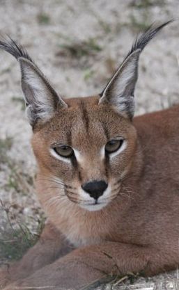 A caracal cat is laying down on the ground and looking at the camera.
