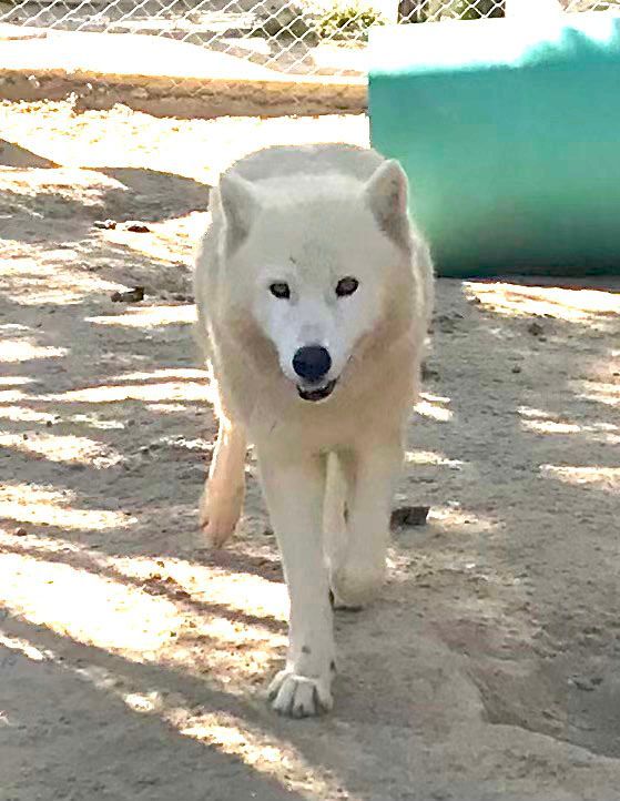 A white dog is walking on a dirt road.