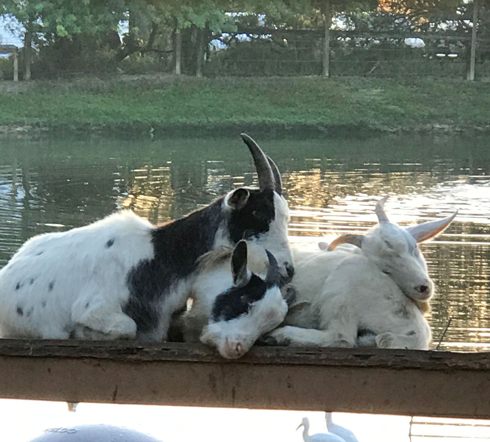 A couple of goats laying on a wooden railing near a body of water