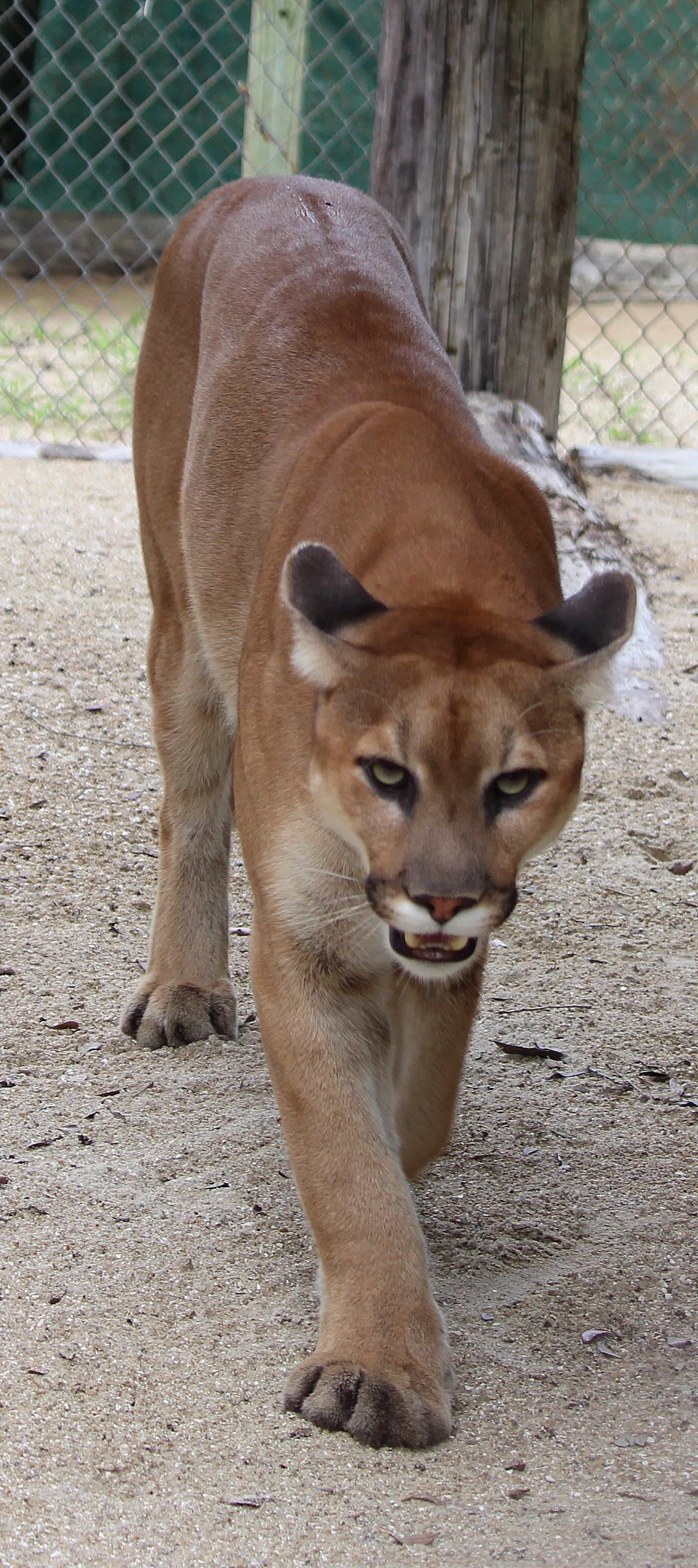 A brown cougar is walking across a dirt field.