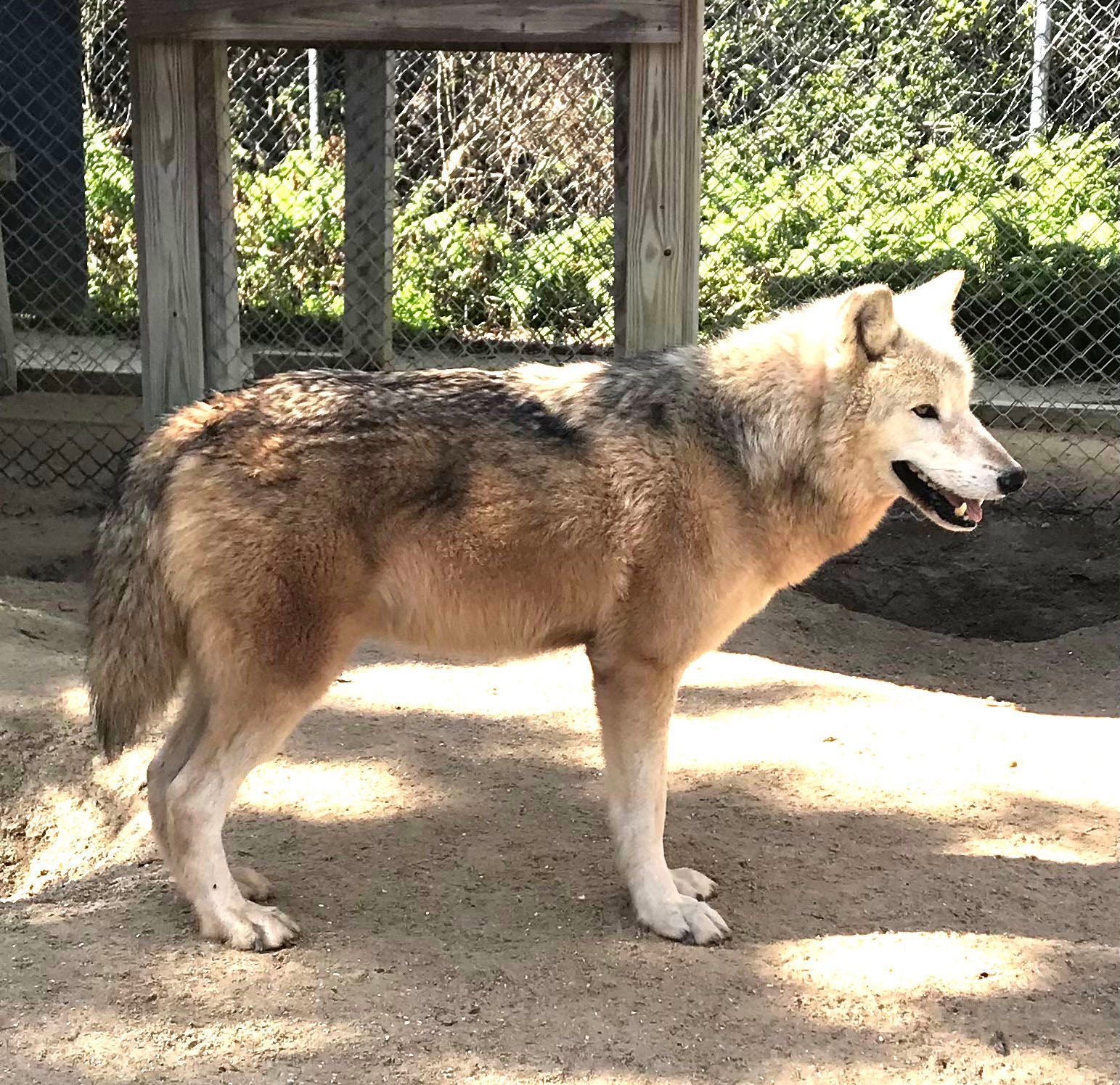 A wolf is standing in the dirt in front of a chain link fence