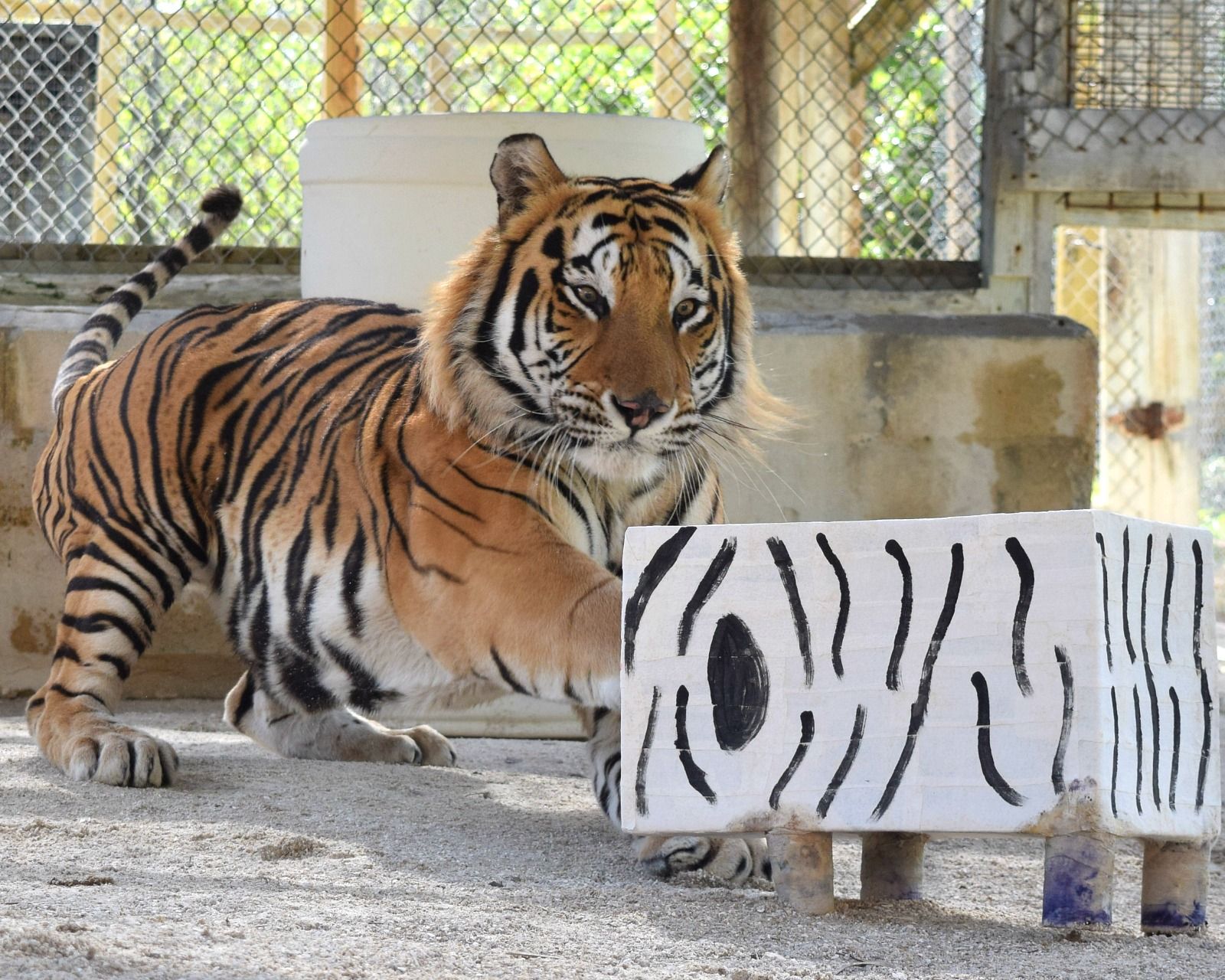 A tiger is standing next to a cardboard box with a zebra print on it.