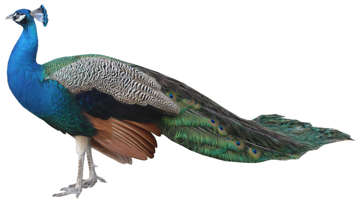 A peacock with a long tail is standing on a white background.