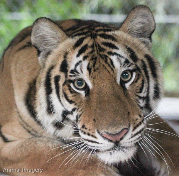 A close up of a tiger with animal imagery written on the bottom