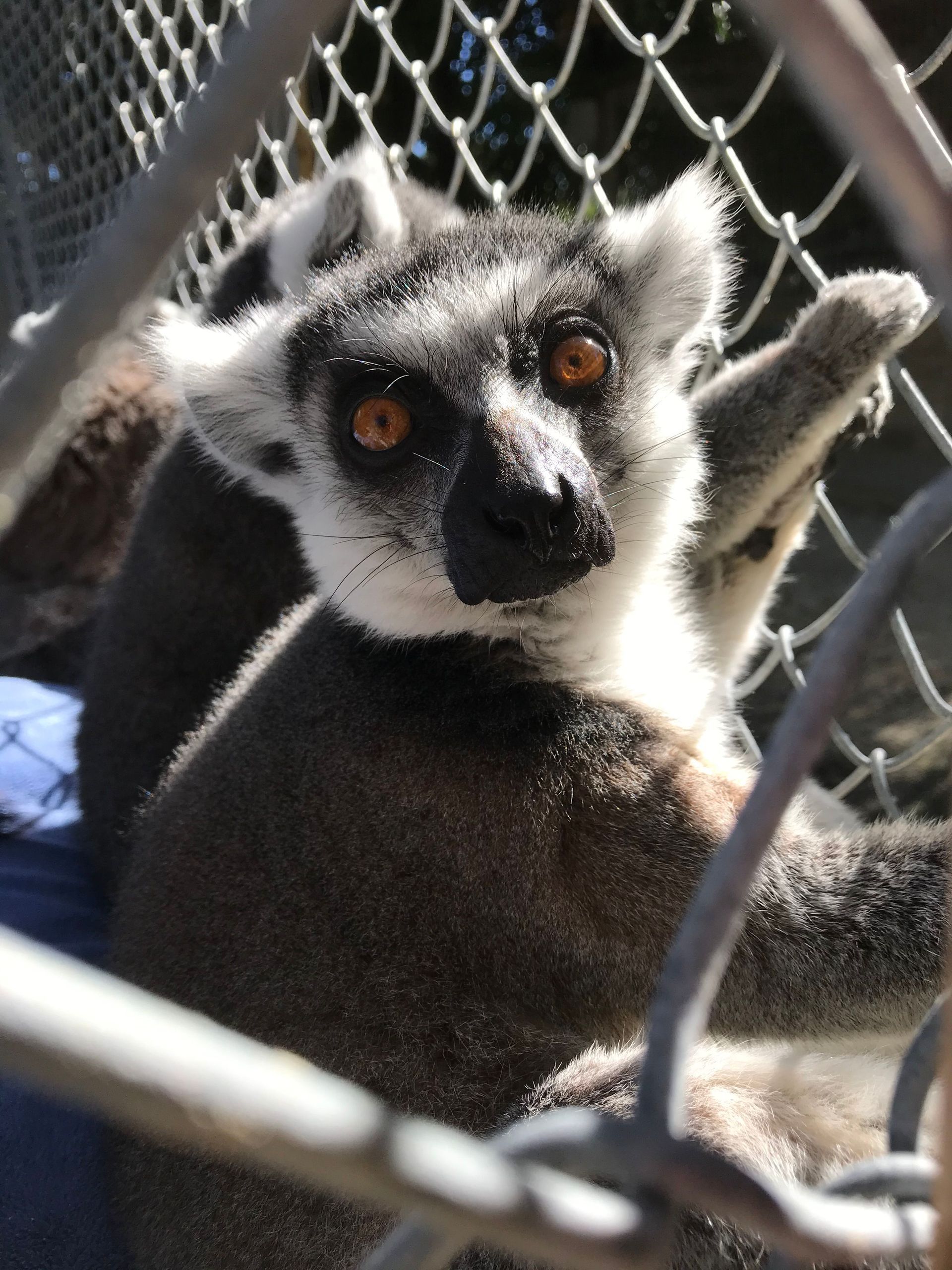 A close up of a lemur behind a chain link fence