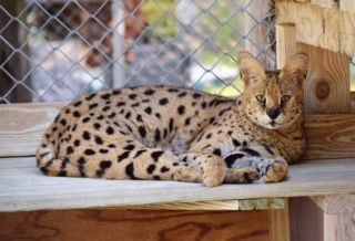 A serval cat is laying on a wooden bench in a cage.
