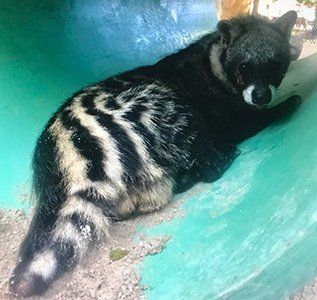 A black and white animal is laying on a green surface.