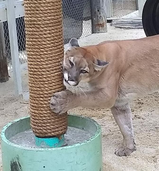 A cougar is playing with a rope pole