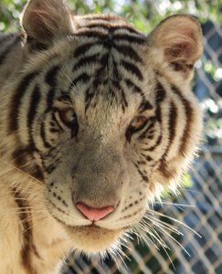 A close up of a tiger 's face behind a chain link fence