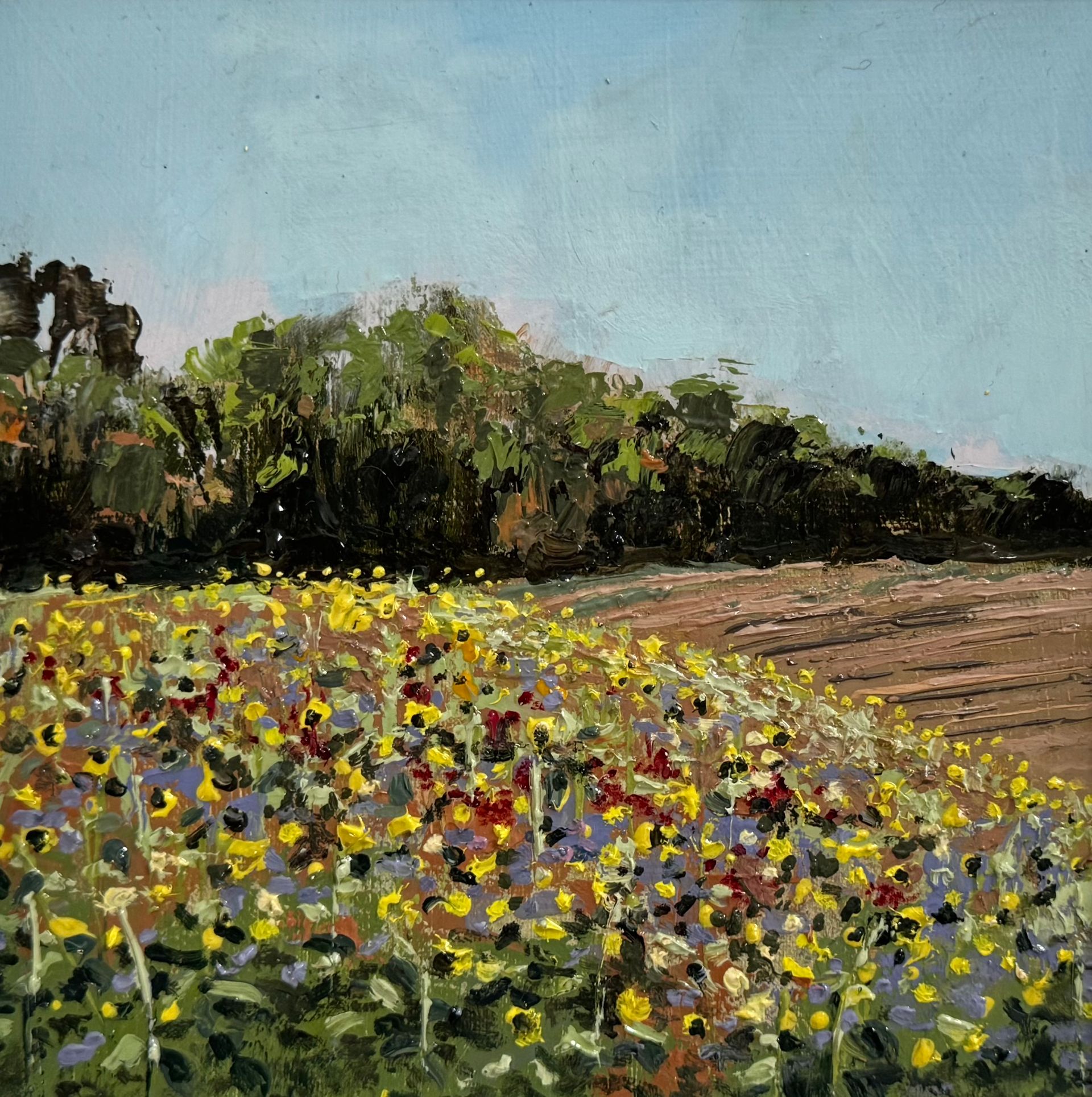 Wildflower field with yellow and red blooms beside a plowed brown field under a blue sky
