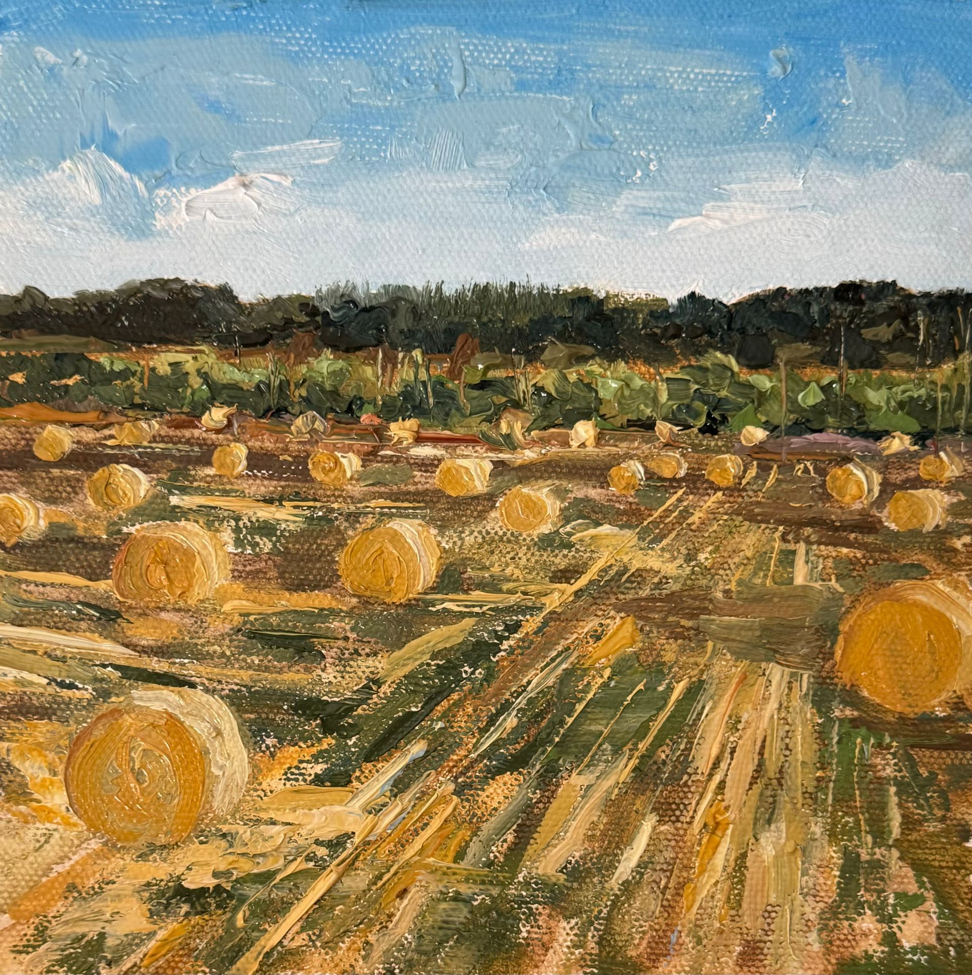 Pumpkin patch with many orange pumpkins in a field under a blue sky