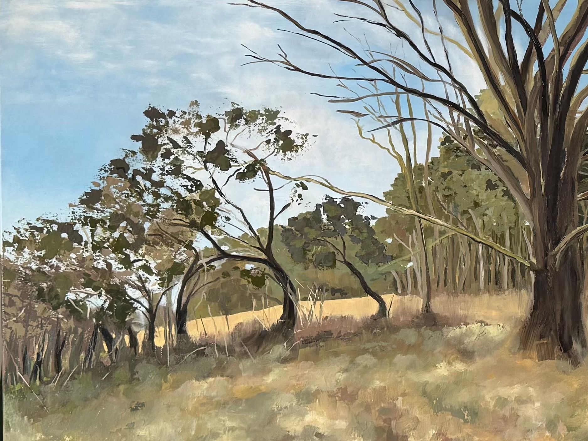 Dry grassy woodland with sparse trees under a blue sky