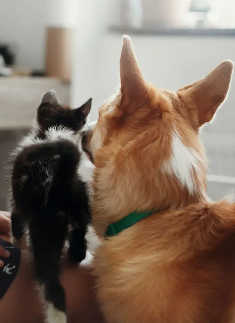 A dog and cat sitting side by side.