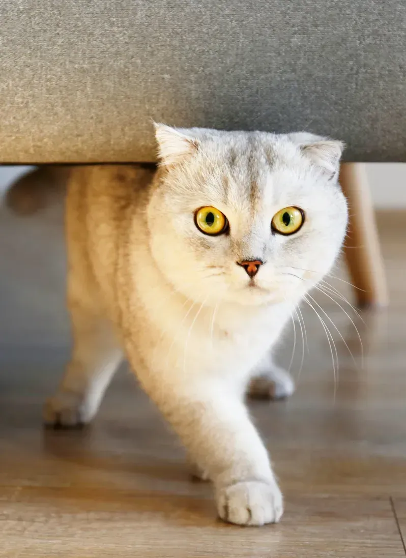 A white cat is walking out from under the sofa.