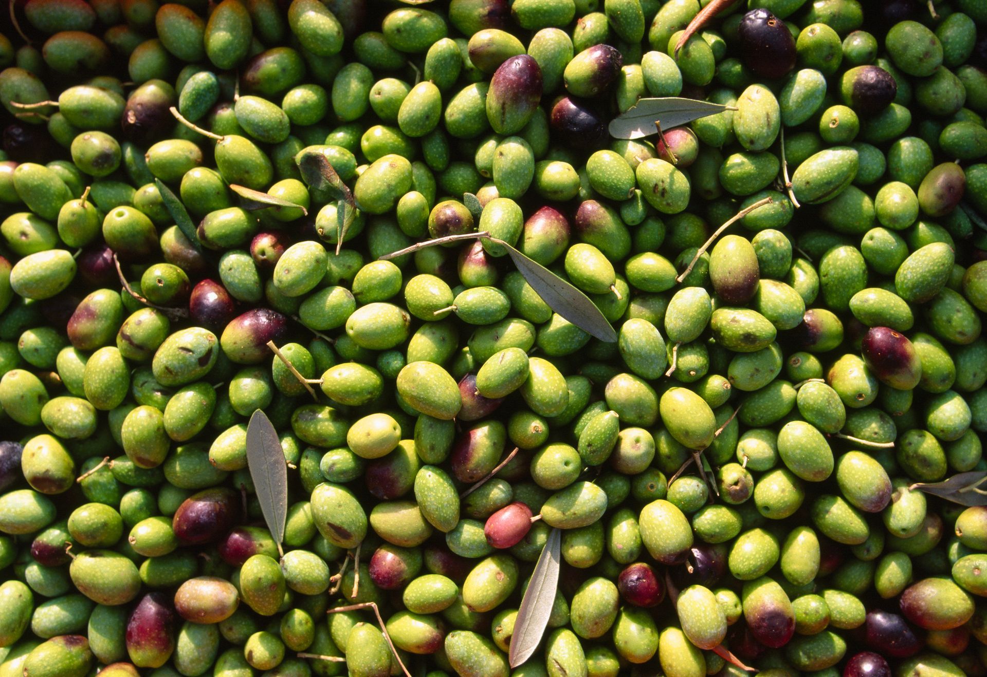 Un mucchio di olive verdi e rosse con foglie