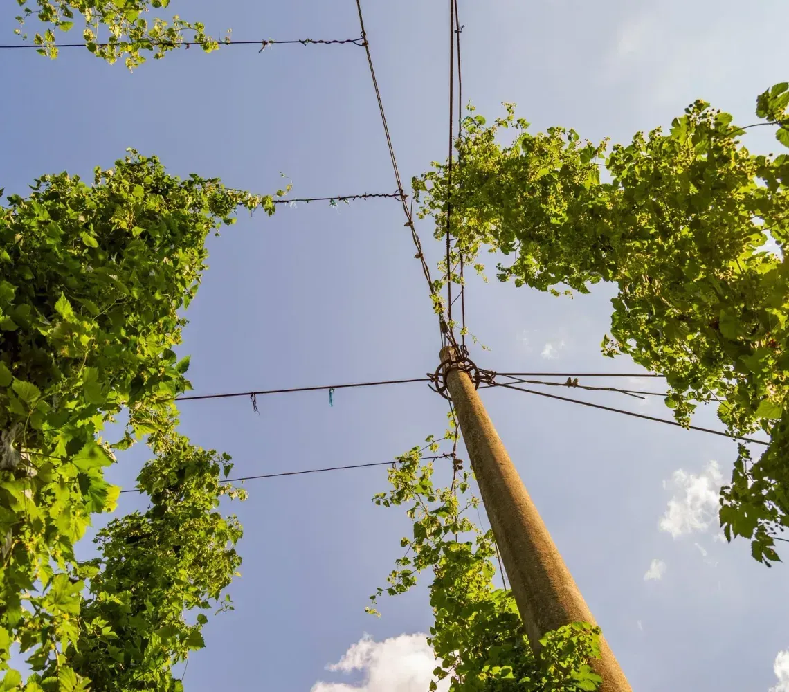 kmitt's-tree-service-faq-image