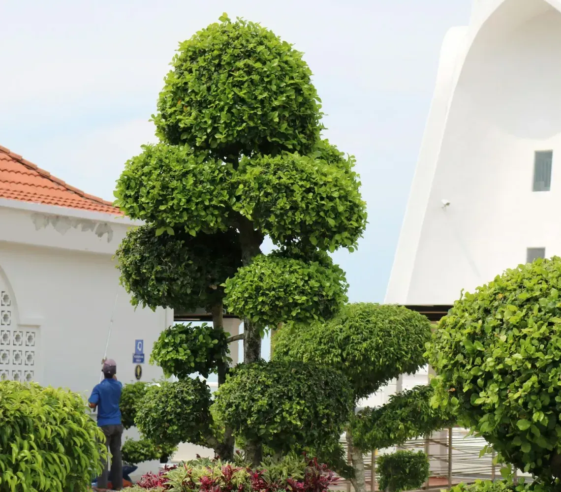 kmitt's-tree-service-faq-image