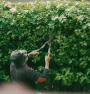 kmitt's-tree-service-megamenu-trimming-and-prunin-service-image