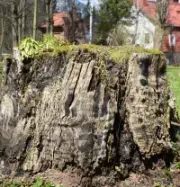 kmitt's-tree-service-megamenu-service-area-image