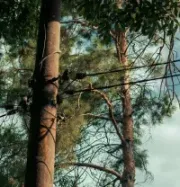 kmitt's-tree-service-megamenu-tree-cabling-service-image