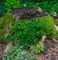 kmitt's-tree-service-megamenu-stump-grinding-service-image