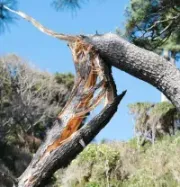 kmitt's-tree-service-megamenu-strom-cleanup-service-image