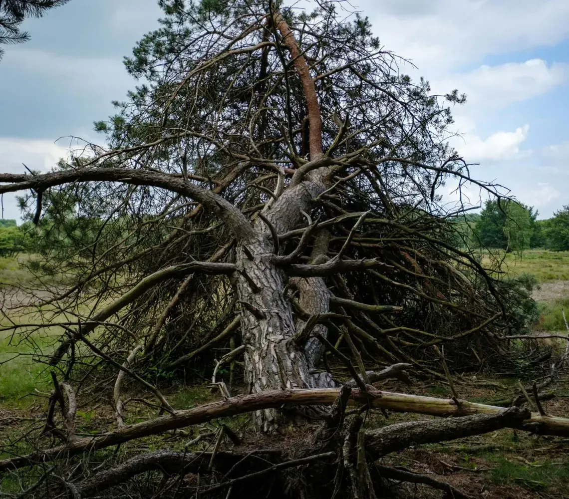 kmitt's-tree-service-faq-image