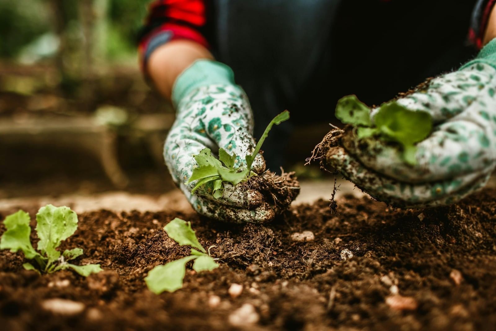 Gloved hands planting a small seedling in dark soil outdoors