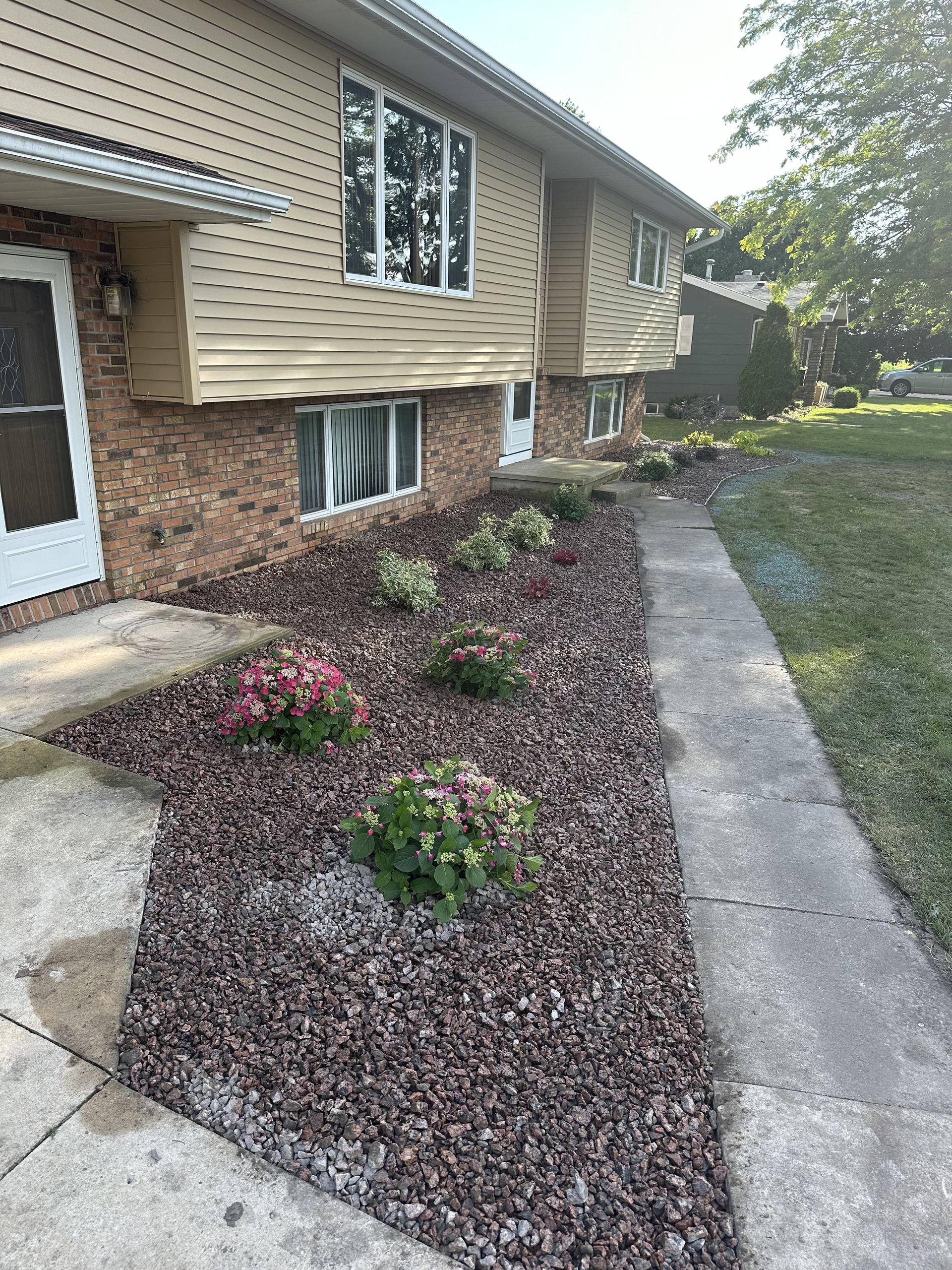 Front yard mulch bed along a house, with pink flowers, windows, and a concrete walkway.