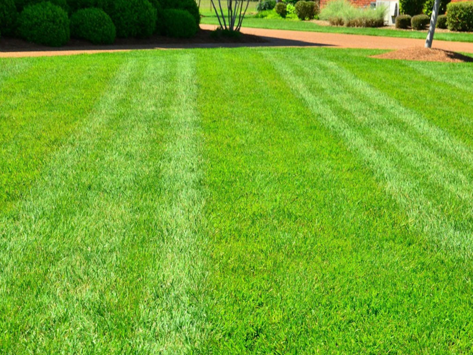 Hands placing birdseed on green grass